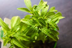 Polverizzando il primo piano della pianta di stevia, piante di innaffiatura - immagine fotografie stock libere da diritti Polverizzando il primo piano della pianta di stevia, piante di innaffiatura - immagine fotografie stock libere da diritti