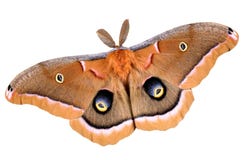 Polyphemus Moth On White Royalty Free Stock Photography Polyphemus Moth On White Royalty Free Stock Photography
