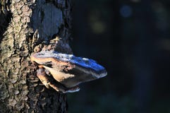 Polypore грибка кронштейна на стволе дерева стоковое изображение rf Polypore грибка кронштейна на стволе дерева стоковое изображение rf