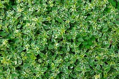 Polyscias leaves Background. royalty free stock photo Polyscias leaves Background. royalty free stock photo