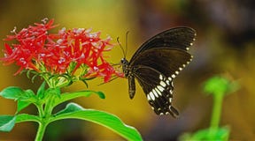 Polytes de Papilio, mórmon comum que senta-se em uma flor fotos de stock Polytes de Papilio, mórmon comum que senta-se em uma flor fotos de stock