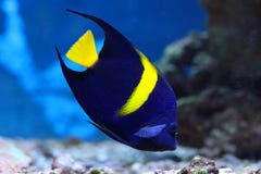 Pomacanthus Asfur. Tropical Fish Arab Angel Closeup Royalty Free Stock Photo