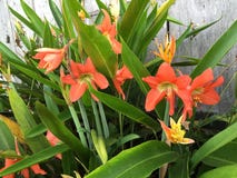 Pomarańczowa Amaryllis fotografia royalty free Pomarańczowa Amaryllis fotografia royalty free