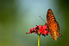Pomarańczowy, biały i czarny zatoki fritillary Agraulis vanillae b, obrazy stock Pomarańczowy, biały i czarny zatoki fritillary Agraulis vanillae b, obrazy stock