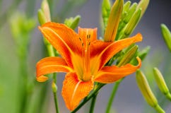 Pomarańczowy daylily fotografia stock Pomarańczowy daylily fotografia stock