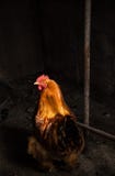 Pomarańczowy kogut na gospodarstwie rolnym Naturalne Światło obraz stock Pomarańczowy kogut na gospodarstwie rolnym Naturalne Światło obraz stock