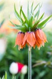 Pomarańczowy korona imperiał kwitnie Fritillaria imperialis Zdjęcie Royalty Free Pomarańczowy korona imperiał kwitnie Fritillaria imperialis Zdjęcie Royalty Free