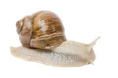 Pomatia da hélice imagens de stock royalty free Pomatia da hélice imagens de stock royalty free