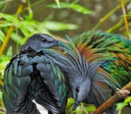 Pombo de Nicobar imagens de stock royalty free Pombo de Nicobar imagens de stock royalty free
