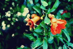 Pomegranate flowers on tree stock photos Pomegranate flowers on tree stock photos