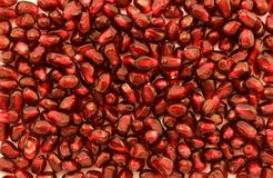 Pomegranate Seeds Stock Photography