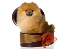Pomeranian in bruine giftdoos Royalty-vrije Stock Foto