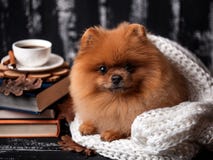 Pomeranian dog wrapped up in a blanket. A stack of books and a cup of coffee. Beautiful dog with books stock image Pomeranian dog wrapped up in a blanket. A stack of books and a cup of coffee. Beautiful dog with books stock image