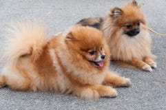 Pomeranian dogs stock image Pomeranian dogs stock image