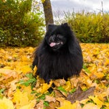 pomeranian hund för vykorthöst för spitz djura sidor royaltyfri fotografi pomeranian hund för vykorthöst för spitz djura sidor royaltyfri fotografi