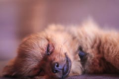 Pomeranian isloated щенок Смотреть очень милый и сладостный пока он спит стоковое фото Pomeranian isloated щенок Смотреть очень милый и сладостный пока он спит стоковое фото