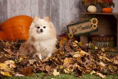 Pomeranian Playing In The Leaves Royalty Free Stock Photography