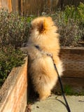 pomeranian κουτάβι στοκ φωτογραφία pomeranian κουτάβι στοκ φωτογραφία