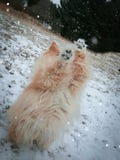 Pomeranianpuppy in het de actieschot van de sneeuwwinter stock foto's Pomeranianpuppy in het de actieschot van de sneeuwwinter stock foto's