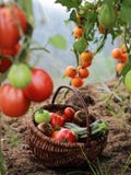 Pomidory i zucchini w koszu w szklarni obrazy stock Pomidory i zucchini w koszu w szklarni obrazy stock