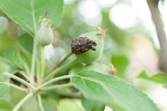 Pomme de la mort sur la branche d'arbre photos stock Pomme de la mort sur la branche d'arbre photos stock