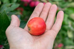 Pomme rouge sur la paume d'une main photos libres de droits Pomme rouge sur la paume d'une main photos libres de droits