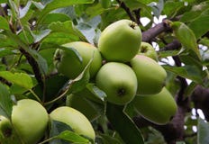 Pommes mûres sur le pommier en été Image libre de droits Pommes mûres sur le pommier en été Image libre de droits