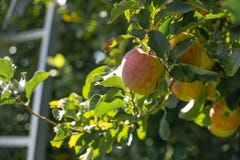 Pommes sur les arbres, échelle sur le fond image libre de droits Pommes sur les arbres, échelle sur le fond image libre de droits