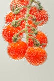 Pomodori di ciliegia rossi maturi fotografia stock libera da diritti Pomodori di ciliegia rossi maturi fotografia stock libera da diritti