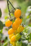 Pomodori gialli freschi sulla pianta fotografie stock libere da diritti Pomodori gialli freschi sulla pianta fotografie stock libere da diritti