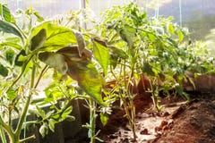 Pomodori nella serra Pomodori legati nella truppa della serra Semenzali del pomodoro Pomodori crescenti nella serra immagine stock Pomodori nella serra Pomodori legati nella truppa della serra Semenzali del pomodoro Pomodori crescenti nella serra immagine stock