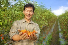 Pomodoro asiatico della holding del coltivatore fotografia stock libera da diritti Pomodoro asiatico della holding del coltivatore fotografia stock libera da diritti