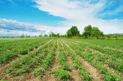 pomodoro del campo pomodoro del campo