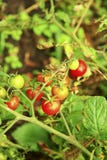 Pomodoro rosso e verde che cresce nell'orto Fotografie Stock Libere da Diritti Pomodoro rosso e verde che cresce nell'orto Fotografie Stock Libere da Diritti