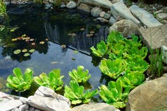 Pond Stock Photography Pond Stock Photography