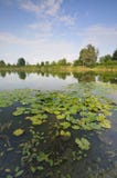 Pond In The Village Royalty Free Stock Image