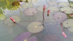 Pond with natural pink lotus flowers