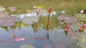Pond with natural pink lotus flowers