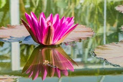 Waterlily Lotus Pond Water Pink stock image Waterlily Lotus Pond Water Pink stock image