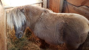Poney de Shetland timide photos stock Poney de Shetland timide photos stock