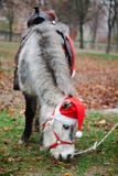 Ponny i Jultomte röda kopp - julhäst royaltyfri foto Ponny i Jultomte röda kopp - julhäst royaltyfri foto
