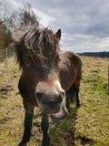 Pony, beautiful animal royalty free stock photos Pony, beautiful animal royalty free stock photos