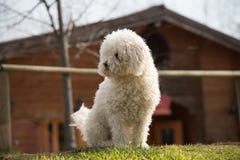 Poodle dog outside on green lawn and house background royalty free stock image Poodle dog outside on green lawn and house background royalty free stock image
