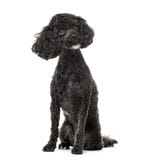 Poodle sitting, 3 years old , isolated royalty free stock photo Poodle sitting, 3 years old , isolated royalty free stock photo