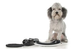 Free Poodle With Phone Stock Photos - 832633