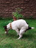 Poop Dog On Green stock photo Poop Dog On Green stock photo