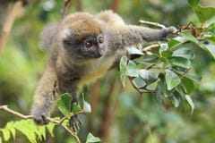 Popielaty bambusowy lemur obrazy stock Popielaty bambusowy lemur obrazy stock