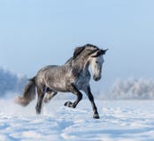 Popielaty Hiszpański koń galopuje na snowfield fotografia stock Popielaty Hiszpański koń galopuje na snowfield fotografia stock