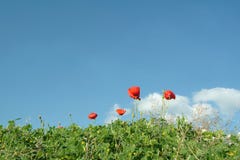 Poppies And Grass In Field Stock Photography