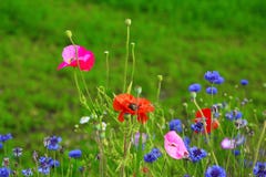 Poppies And Wild Flowers Royalty Free Stock Photo
